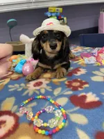 Stella, a female Miniature Dachshund for sale in Leesburg, NJ – Photo 10 of 10