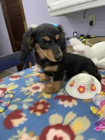 Stella, a female Miniature Dachshund for sale in Leesburg, NJ – Photo 5 of 10
