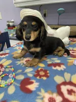 Stella, a female Miniature Dachshund for sale in Leesburg, NJ – Photo 9 of 10