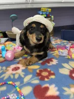 Stella, a female Miniature Dachshund for sale in Leesburg, NJ – Photo 8 of 10