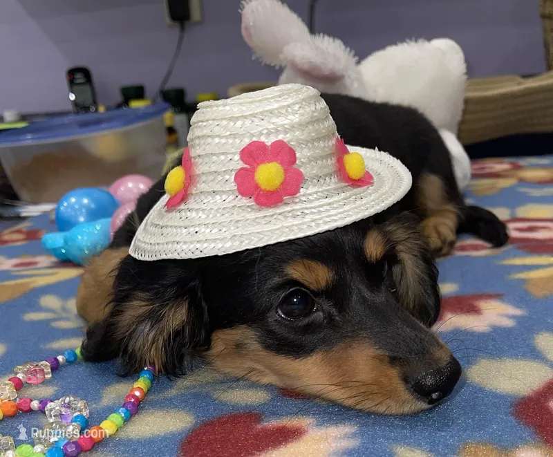 Sophie – Miniature Dachshund puppy for sale in Leesburg, NJ