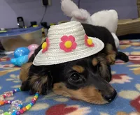 Stella, a female Miniature Dachshund for sale in Leesburg, NJ – Photo 1 of 10