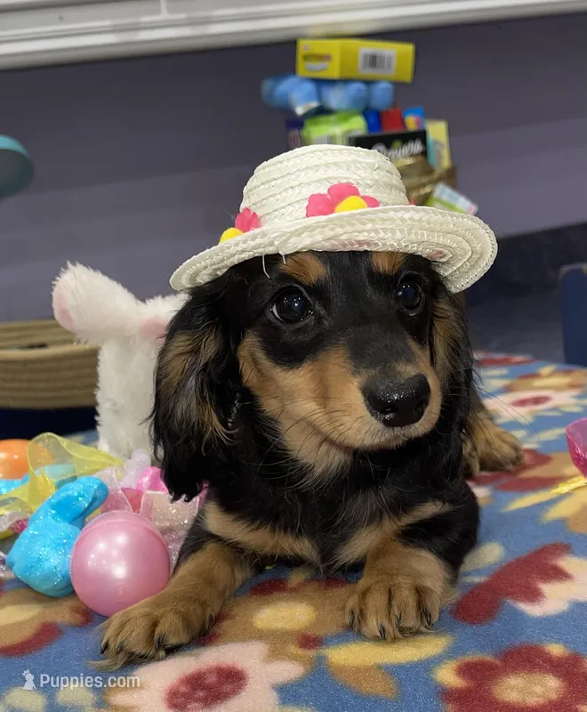 Sophie – Miniature Dachshund puppy for sale in Leesburg, NJ