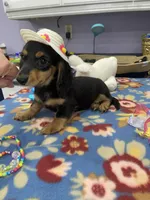 Stella, a female Miniature Dachshund for sale in Leesburg, NJ – Photo 3 of 10