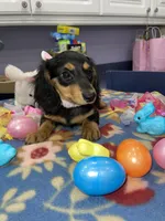 Stella, a female Miniature Dachshund for sale in Leesburg, NJ – Photo 4 of 10