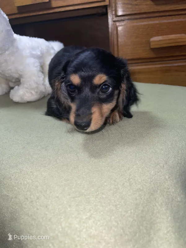 Sophie – Miniature Dachshund puppy for sale in Leesburg, NJ