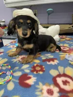 Stella, a female Miniature Dachshund for sale in Leesburg, NJ – Photo 6 of 10