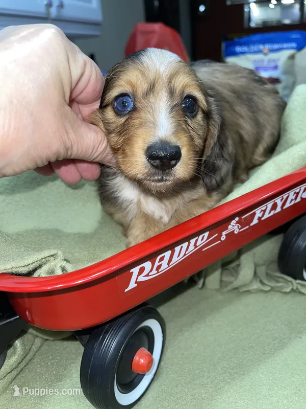 Timothy – Miniature Dachshund puppy for sale in Leesburg, NJ