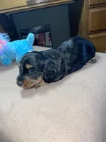 Hoover, a male Miniature Dachshund for sale in Leesburg, NJ – Photo 3 of 7