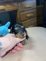 Hoover, a male Miniature Dachshund for sale in Leesburg, NJ – Photo 2 of 7