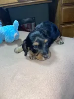 Hoover, a male Miniature Dachshund for sale in Leesburg, NJ – Photo 1 of 7