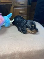 Hoover, a male Miniature Dachshund for sale in Leesburg, NJ – Photo 5 of 7