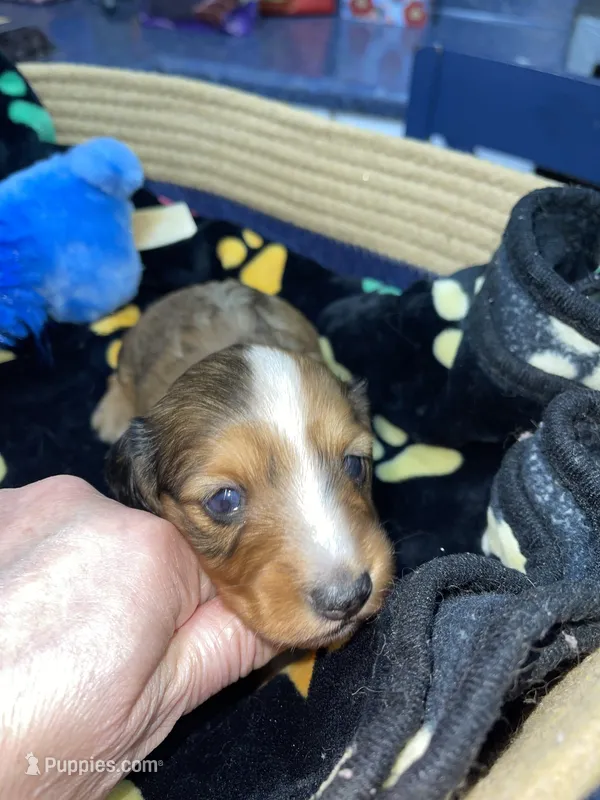 Timothy – Miniature Dachshund puppy for sale in Leesburg, NJ