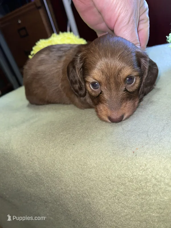Ruby – Miniature Dachshund puppy for sale in Leesburg, NJ