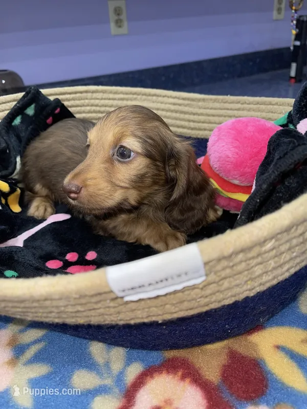 Ruby – Miniature Dachshund puppy for sale in Leesburg, NJ