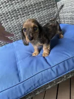 Bonnie, a female Miniature Dachshund for sale in Leesburg, NJ – 2 of 10