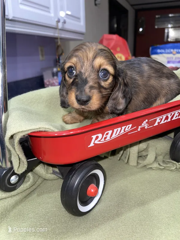 Bonnie – Miniature Dachshund puppy for sale in Leesburg, NJ