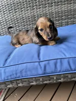 Bonnie, a female Miniature Dachshund for sale in Leesburg, NJ – 10 of 10