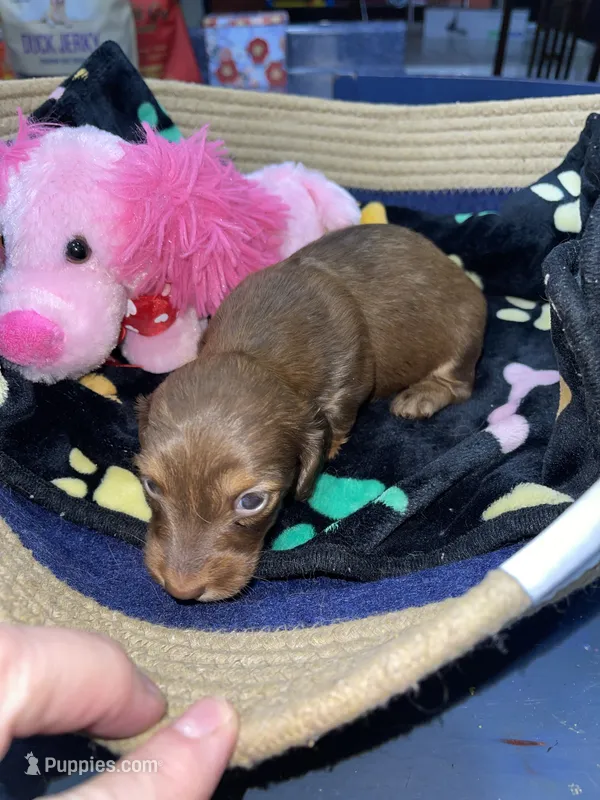 Ruby – Miniature Dachshund puppy for sale in Leesburg, NJ