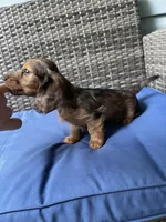 Bonnie, a female Miniature Dachshund for sale in Leesburg, NJ – 6 of 10
