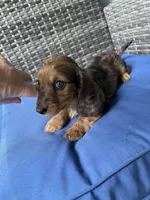 Bonnie, a female Miniature Dachshund for sale in Leesburg, NJ – 8 of 10