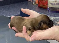 Ruby, a female Miniature Dachshund for sale in Leesburg, NJ – Photo 5 of 6