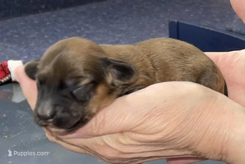 Ruby – Miniature Dachshund puppy for sale in Leesburg, NJ