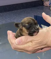 Ruby, a female Miniature Dachshund for sale in Leesburg, NJ – Photo 6 of 6