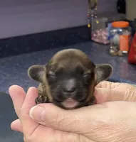 Ruby, a female Miniature Dachshund for sale in Leesburg, NJ – Photo 4 of 6