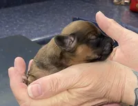 Ruby, a female Miniature Dachshund for sale in Leesburg, NJ – Photo 2 of 6