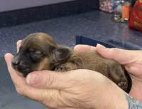 Ruby, a female Miniature Dachshund for sale in Leesburg, NJ – Photo 3 of 6