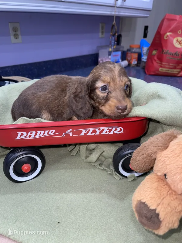 Ruby – Miniature Dachshund puppy for sale in Leesburg, NJ