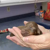 Debra, a female Miniature Dachshund for sale in Leesburg, NJ – Photo 5 of 8