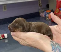 Debra, a female Miniature Dachshund for sale in Leesburg, NJ – Photo 3 of 8