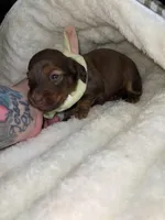 Ruby, a female Miniature Dachshund for sale in Leesburg, NJ – 4 of 8