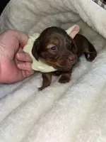 Ruby, a female Miniature Dachshund for sale in Leesburg, NJ – 8 of 8