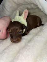 Ruby, a female Miniature Dachshund for sale in Leesburg, NJ – 7 of 8