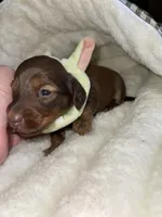 Ruby, a female Miniature Dachshund for sale in Leesburg, NJ – 2 of 8