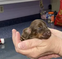 Debra, a female Miniature Dachshund for sale in Leesburg, NJ – Photo 2 of 8