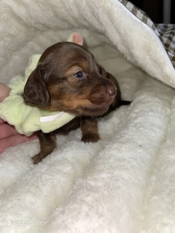 Ruby – Miniature Dachshund puppy for sale in Leesburg, NJ