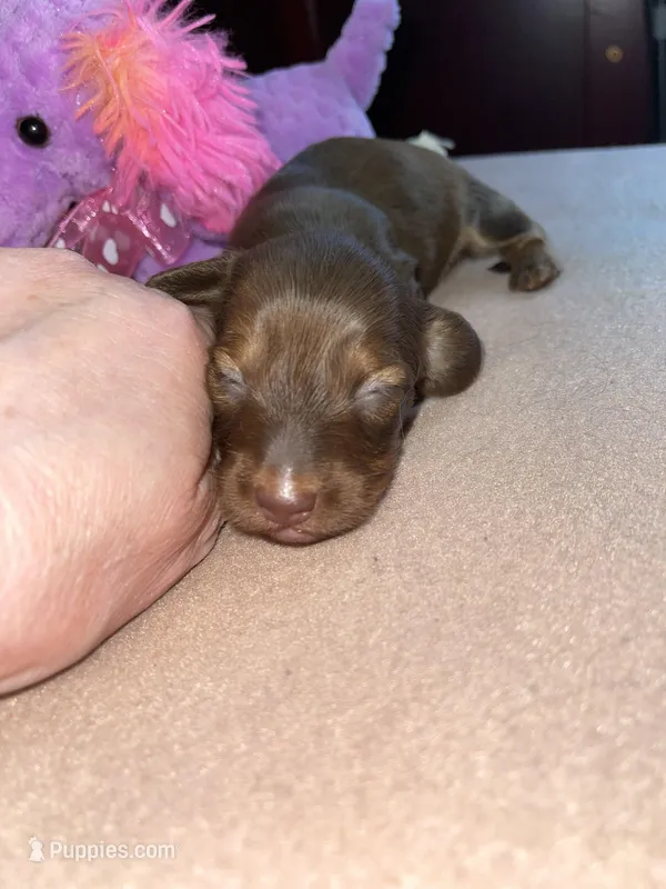 Debra – Miniature Dachshund puppy for sale in Leesburg, NJ