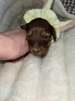 Ruby, a female Miniature Dachshund for sale in Leesburg, NJ – 3 of 8