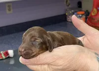 Debra, a female Miniature Dachshund for sale in Leesburg, NJ – Photo 4 of 8