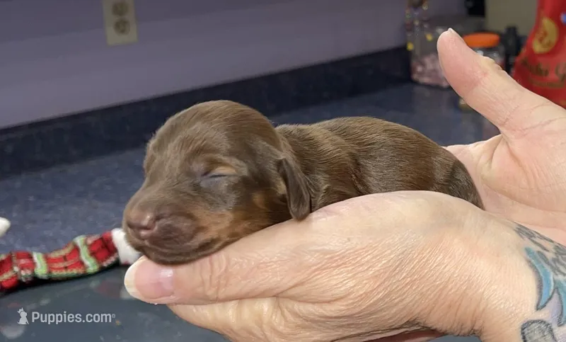 Debra – Miniature Dachshund puppy for sale in Leesburg, NJ