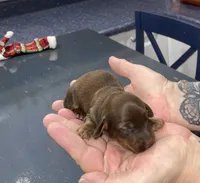 Debra, a female Miniature Dachshund for sale in Leesburg, NJ – Photo 7 of 8