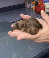 Debra, a female Miniature Dachshund for sale in Leesburg, NJ – Photo 8 of 8