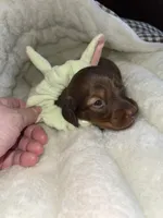 Ruby, a female Miniature Dachshund for sale in Leesburg, NJ – 5 of 8