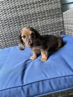 Bonnie, a female Miniature Dachshund for sale in Leesburg, NJ – 3 of 10
