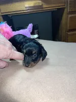 Windy, a female Miniature Dachshund for sale in Leesburg, NJ – Photo 2 of 4