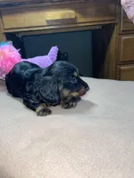 Windy, a female Miniature Dachshund for sale in Leesburg, NJ – Photo 4 of 4